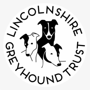 Greyhound Rehoming Services, Lincolnshire Greyhound - Lincolnshire Greyhound Trust #4035258