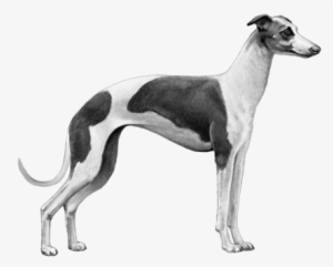 Italian Greyhound - B&w - Italian Greyhound #4035405