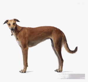 Although Many People Equate Greyhounds With The Racetrack, - Hortaya Borzaya #4035979