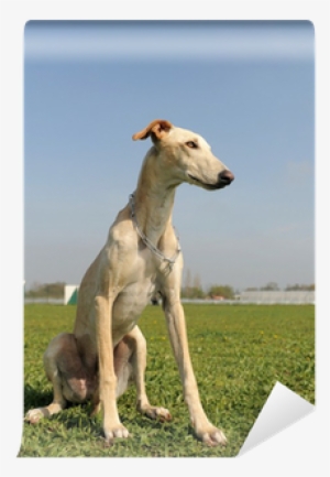 Sighthound #4036027