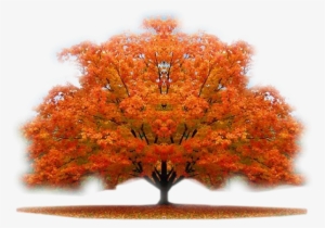 Autumn Trees - Nature Beauty Hd #4037627