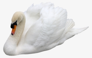 Violin Transparent Png Sticker - Лебедь На Белом Фоне #4037711