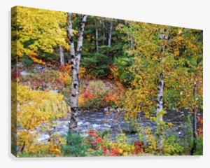 Autumn Birch Trees Canvas Print - Canvas Print #4037712
