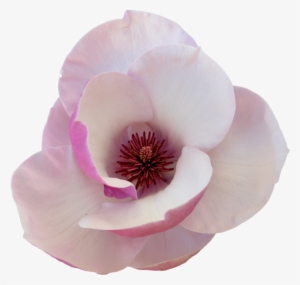 Clipart Resolution 1024*981 - Flower Cut Out Transparent #4037906