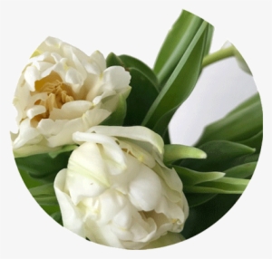 Flower-index Tulip - Flower #4037955