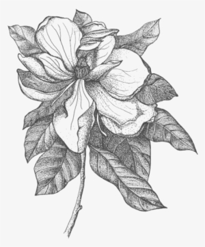 Click And Drag To Re-position The Image, If Desired - Magnolia #4038371