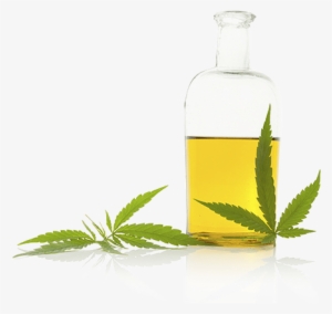 Whole-plant Hemp Extract - Rosa Glauca #4038955