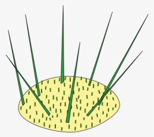 Shoot , Spines (green) And Glochids (also - Areole #4039357