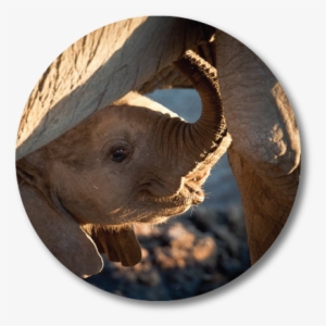 African Elephant #4039723