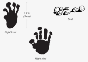 Senegal Bushbaby Tracks - Bush Baby Tracks #4039788