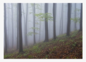Colorful Forest With Purple Fog In Autumn Poster • - Spruce-fir Forest #4042325