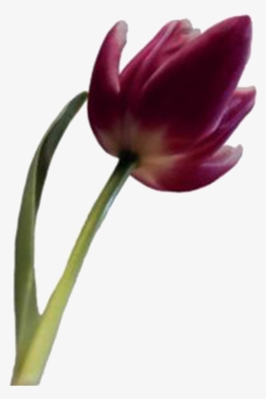 Web Flower Ca - Flower #4043163