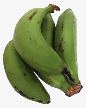 Solamente Nos Queda Por Revelar Que El Plátano Guineo - Saba Banana #4045571