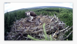 Chick 1 Has Left A Mark On Chick 2 Forestry Commission - Osprey #4045674