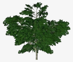 Árboles 3d - Plátano Común - London Plane #4045763