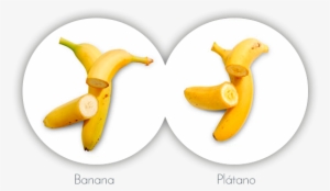 Diferencias Entre El Plátano De Canarias Y La Banana - Banana #4045846