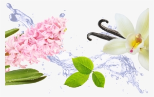 If You Like Hyacinth, You'll Also Love #4046313