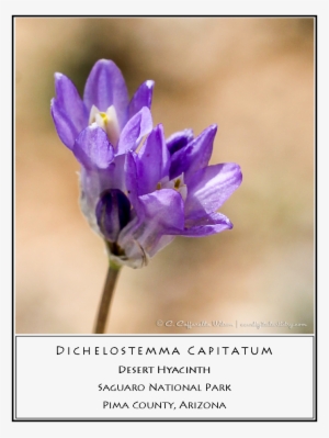 Swft20 Desert Hyacinth - Cistanche Tubulosa #4046344