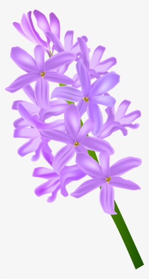 Hyacinth Png #4046352