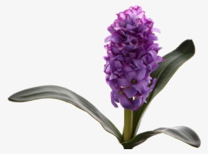 Hyacinths - Fleur Jacinthe Png #4046494