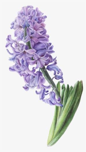 Pintado A Mano De Una Cadena De Hyacinth Png Transparente - Hyacinth Illustration #4046573