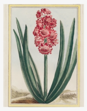 Hyacinth - Giclee Painting: Buchoz's Royal Crimson, C.1766, 24x18in. #4046596
