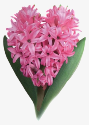 Hyacinths - Cross-stitch #4046758