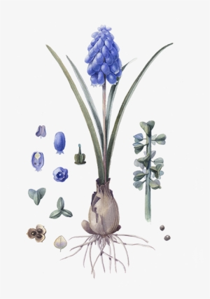 Grape Hyacinth #4046790