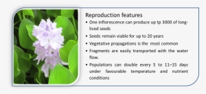 Water Hyacinth Has Special Characteristics That Give - Hyacinth #4046948