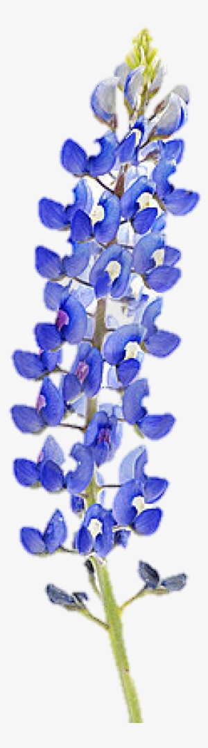 By Http - //fr Assets - Teleflora - Of Flowers/ Hyacinth - Bluebonnet Illustration #4046969