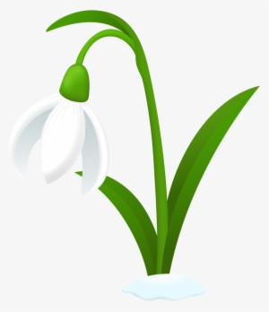 Hyacinth Clipart Snowdrop - Snowdrop Clipart #4046974