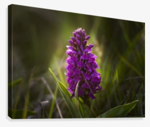 Close Up Of A Pink Hyacinth #4047354