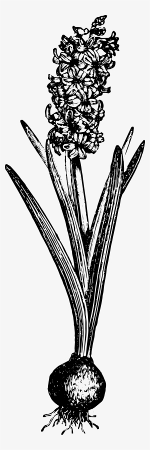 Hyacinth #4047461