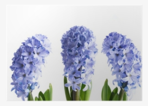 Hyacinth #4047486