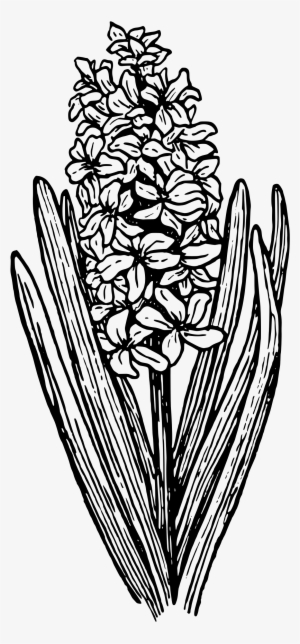 Other Clipart - Hyacinth Line Art #4047553