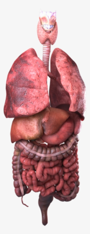 9297106, Internal Organs - Organ #4047554