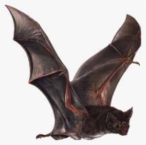 Vampire Bat - Vampire Bat Wings #4047952