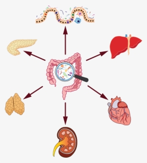 Gut Microbiome Organ Effect - Organ #4048020