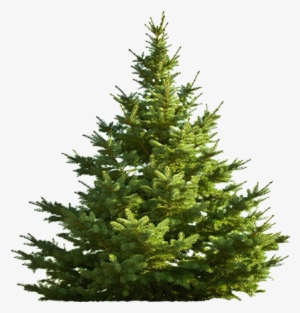 Sitkaspruce-big - All Is Bright Dvd #4049103