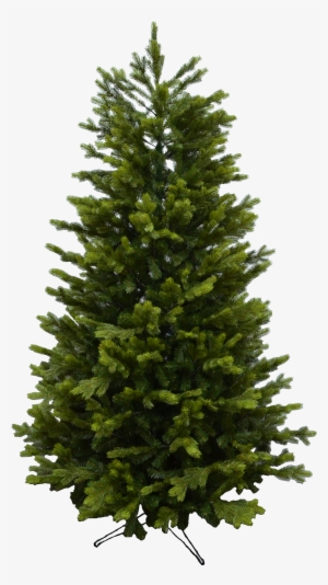 Spruce Png #4049387