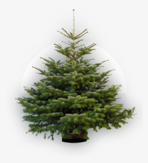 Nordmann - Prix Sapin En Pot #4049471