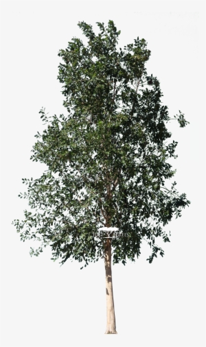 Syzygium Guineense - Portable Network Graphics #4049798