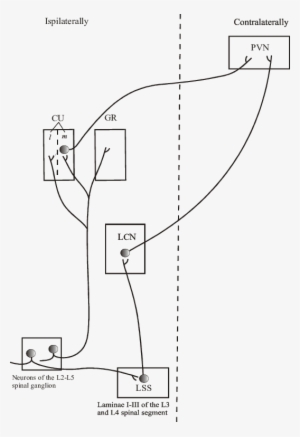 Neuronal Pathways From Nipples To Hypothalamus - Diagram #4050260