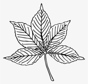 Compound - Compound Leaf Black And White #4051651