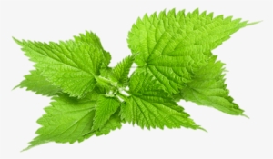 Nettle Leaves - Nettle Vector #4051900