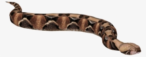 Gaboon Viper 4 - Rock Python #4053230