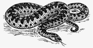 Zigzag Viper Is The Only Venomous Snake Found In Poland - Serpiente En Blanco Y Negro #4053475