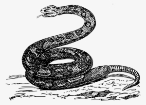 صورة افعى Png #4053531