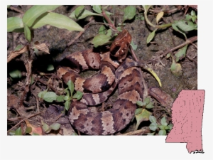 Cottonmouth - Poisonous Snakes In Mississippi #4053603