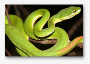 White Lipped Pit Viper Halodhia Viper - Indian Pit Viper #4053723